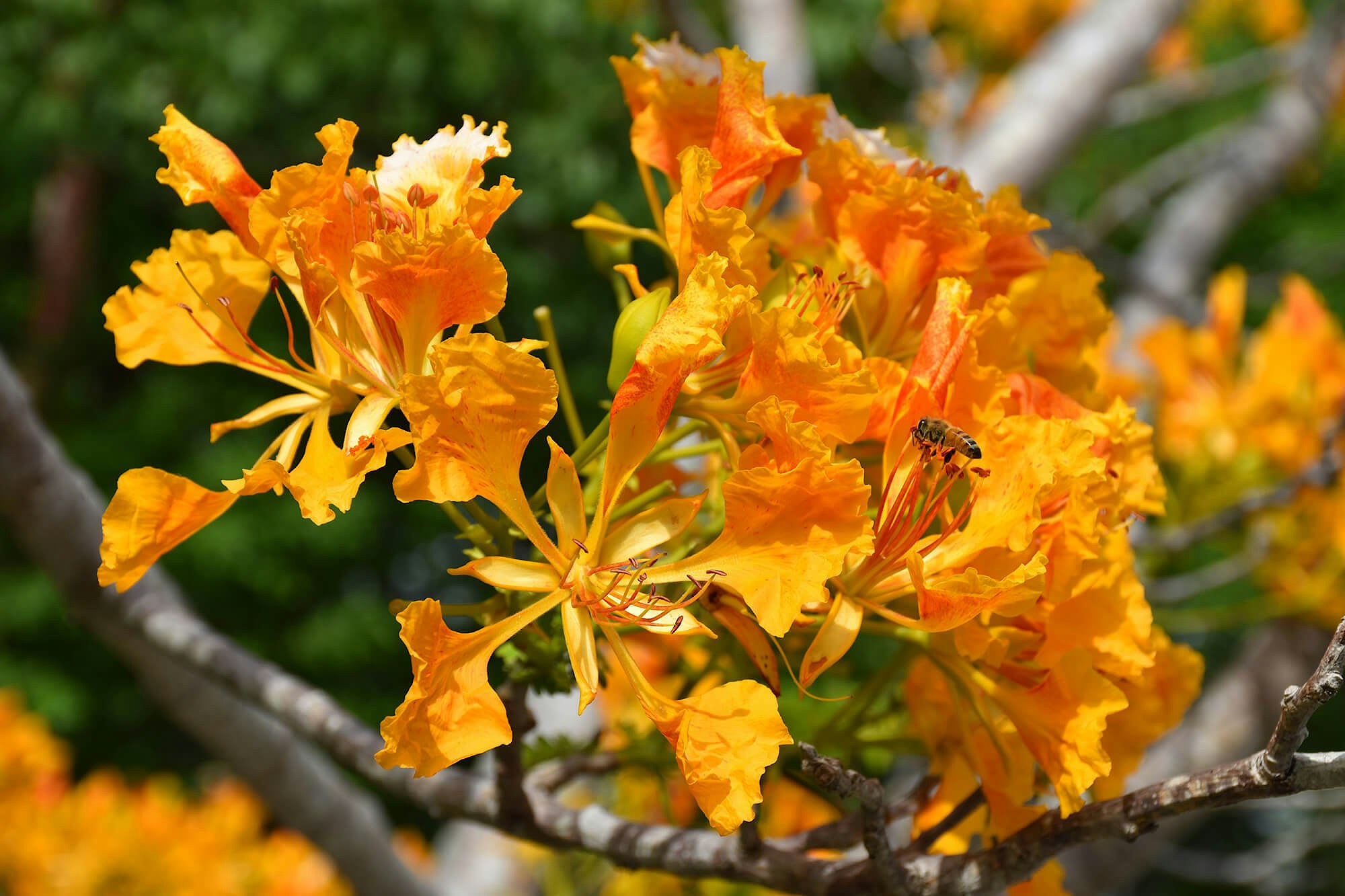 Botanic park poinciana delonix regia orange