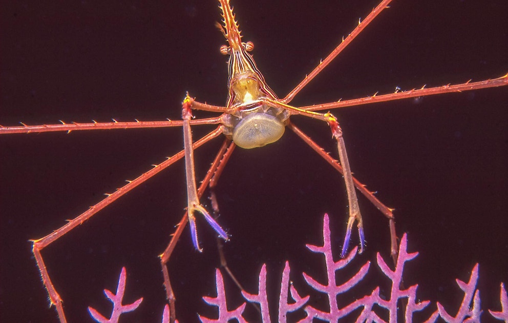 Cayman Shrimp