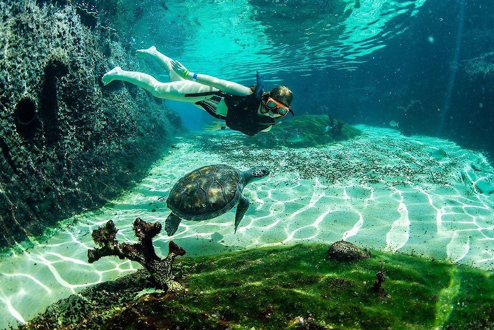 Cayman turtle centre snorkelling in turtle lagoon