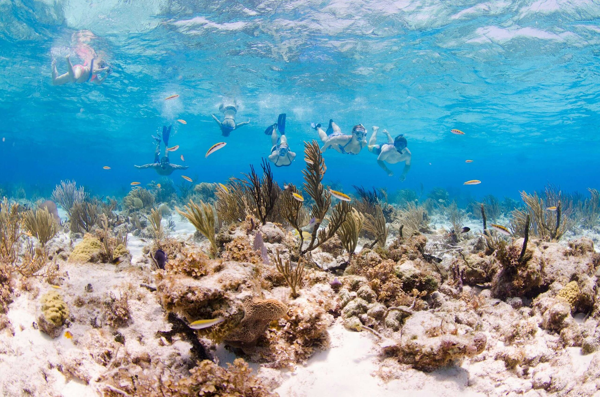 Grand cayman snorkelling